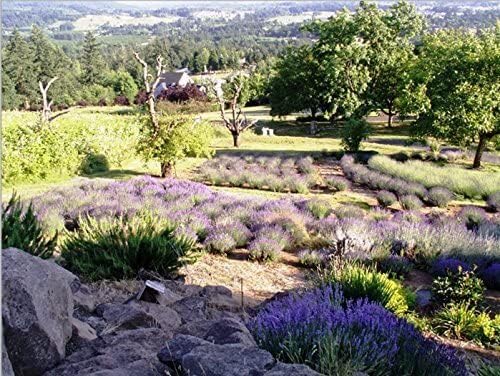 Victoria's Lavender Pillow and Linen Spray — Lavender Essential Oil - Lavender Spray, Mist Handmade in Oregon, Made in USA, Pack of Three 8 Oz Bottles