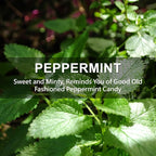 Large 12 Packs Peppermint Hanging Closet Deodorizer Air Freshener Long Lasting Scented Sachets Smell Goods for House