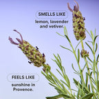 Boy Smells Lavender Candle - 8.5 oz - Luxury Candle with Lemon, Lavander, and Vetiver - Up to 50-Hour Burn - Cotton Wick