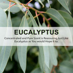 Large 12 Packs Eucalyptus Hanging Closet Air Freshener Scented Sachets Long Lasting Smell Goods