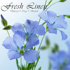 SCENTORINI Linen Scented Sachets for Drawers and Closets, 14 Packs, Long-Lasting Sachets Bags Wardrobe Freshener, for Drawers, Closets, Cars