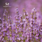 Kashmir Lavender Essential Oil – 100% Pure & Undiluted – Sweet Floral Scent for Relaxation, Aromatherapy, Self-Care, Natural Perfumery – Vegan & Therapeutic – 0.22 fl oz (6.5 mL)
