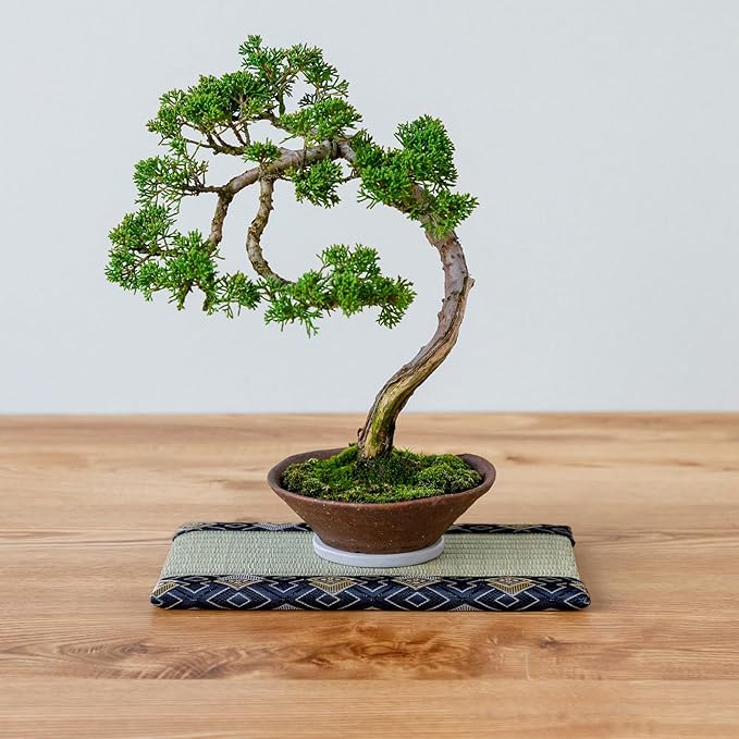 Asayu Mini Tatami mat Made of Real Igusa Rush Grass, Made in Japan, for Bonsai, Doll Stand, Coaster, Incense Holder (Blue)