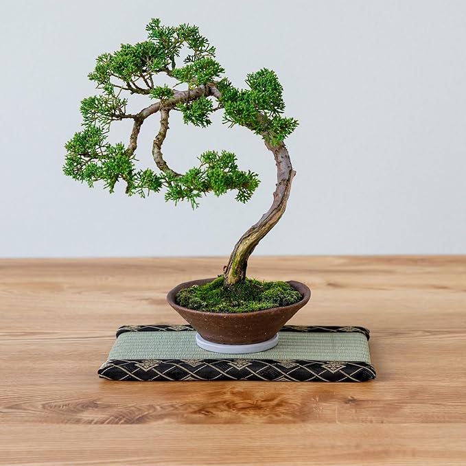 Asayu Mini Tatami mat Made of Real Igusa Rush Grass, Made in Japan, for Bonsai, Doll Stand, Coaster, Incense Holder (Black)