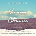 Reed Diffusers - Oil Sticks Diffuser Set with Real Dried Flowers - Reed Diffusers for Home, Bathroom & Office | Air Freshener Fragrance Sticks for Shelf Decor & Gifts by Le Petit Jardin & Co.