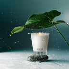 NEST New York Scented Classic Candle, Forest Rain - 8.1 oz - Up to 60-Hour Burn Time - Reusable Glass Vessel