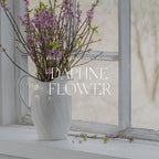 Antica Farmacista Home Ambience Diffuser, Daphne Flower 17 Fl Oz