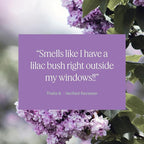 Aera Mini Lilac Daydream - Essential Oil for Home - Lilac Bush Fragrance - Notes of Dewy Leaves and Spring Blossoms - Scent Refill - Capsule Size Works with Mini Diffuser