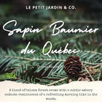 Reed Diffusers - Oil Sticks Diffuser Set with Real Dried Flowers - Reed Diffusers for Home, Bathroom & Office | Air Freshener Fragrance Sticks for Shelf Decor & Gifts by Le Petit Jardin & Co.