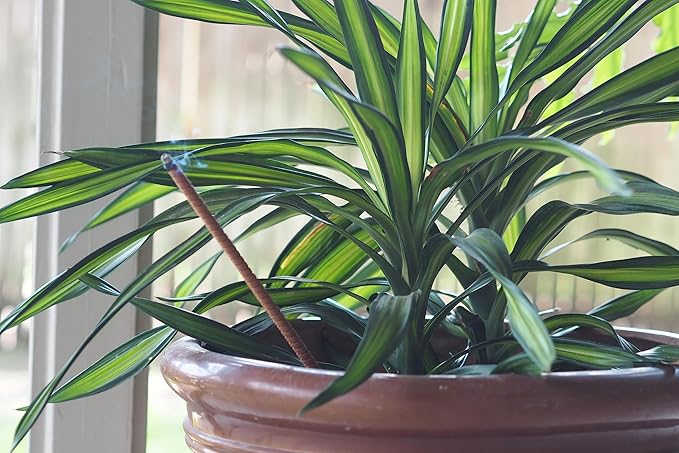 48-Pack All-Natural Incense Sticks, 36-Hour Outdoor Protection, Flora Geraniol, Chemical-Free & USA Crafted