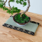 Asayu Mini Tatami mat Made of Real Igusa Rush Grass, Made in Japan, for Bonsai, Doll Stand, Coaster, Incense Holder (Black)