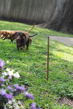 48-Pack All-Natural Incense Sticks, 36-Hour Outdoor Protection, Flora Geraniol, Chemical-Free & USA Crafted