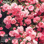 MYARO Scented Sachet for Drawers and Closets 12 Packs Rose Sachet Bags Fresh Scent Car Air Freshener for Home Fragrance Long Lasting Closet Freshener Odor Eliminator